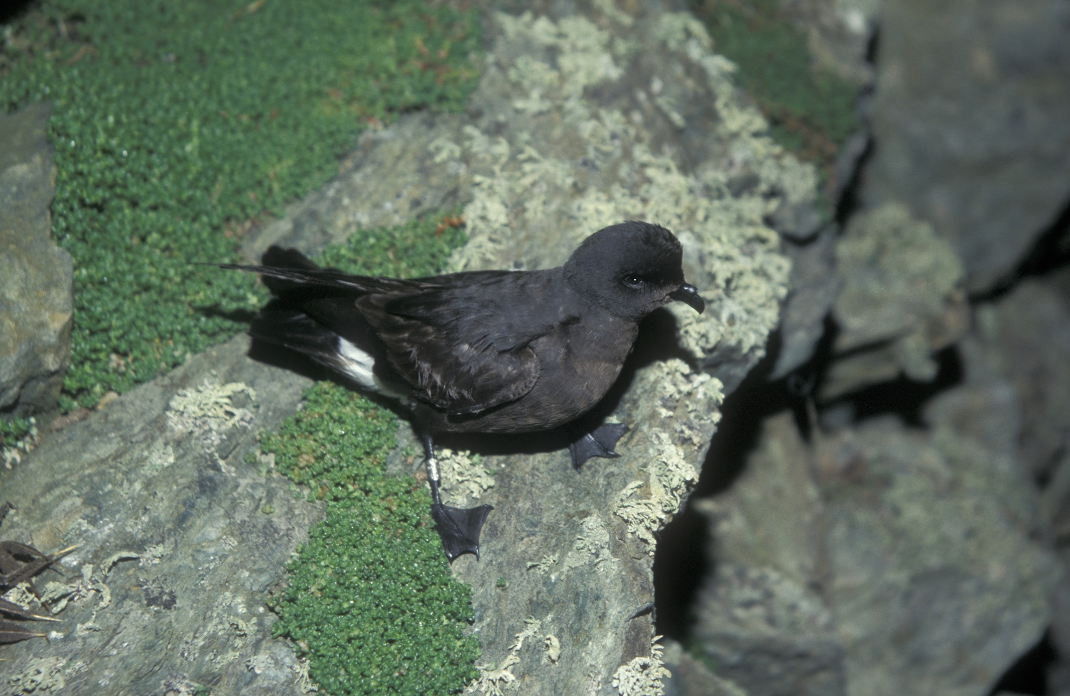 British storm petrel, Hydrobates pelagicus, single bird on rock,   Wales   