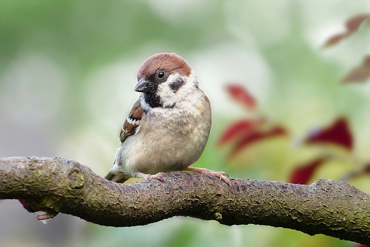 Mały brązowy ptak. Małe brązowe ptaki w Polsce 