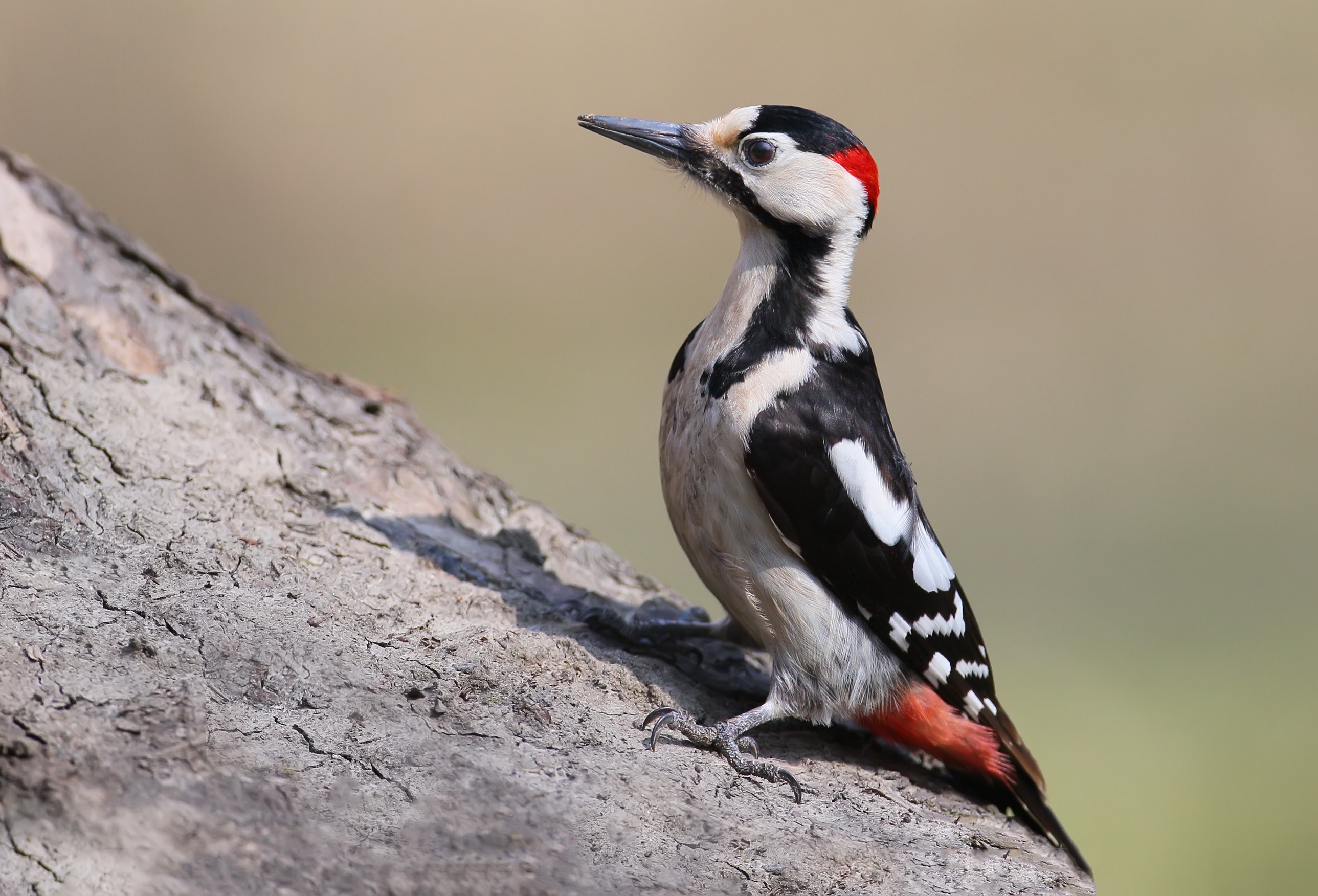 Close up portrait of  Syrian woodpecker (Dendrocopos syriacus)