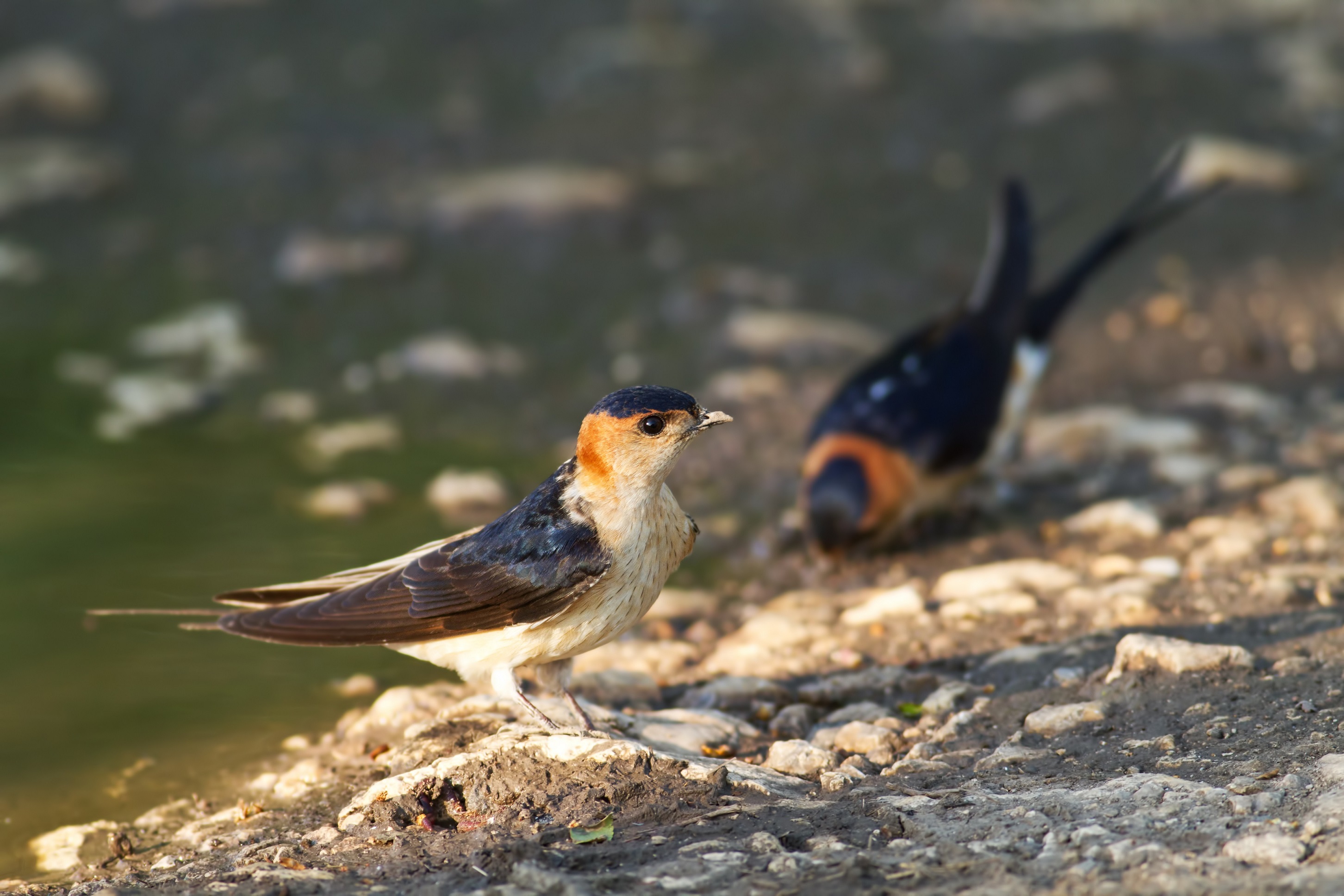 Red-rumped Swallow, Hirundo daurica, near a pool collecting mud for the nest