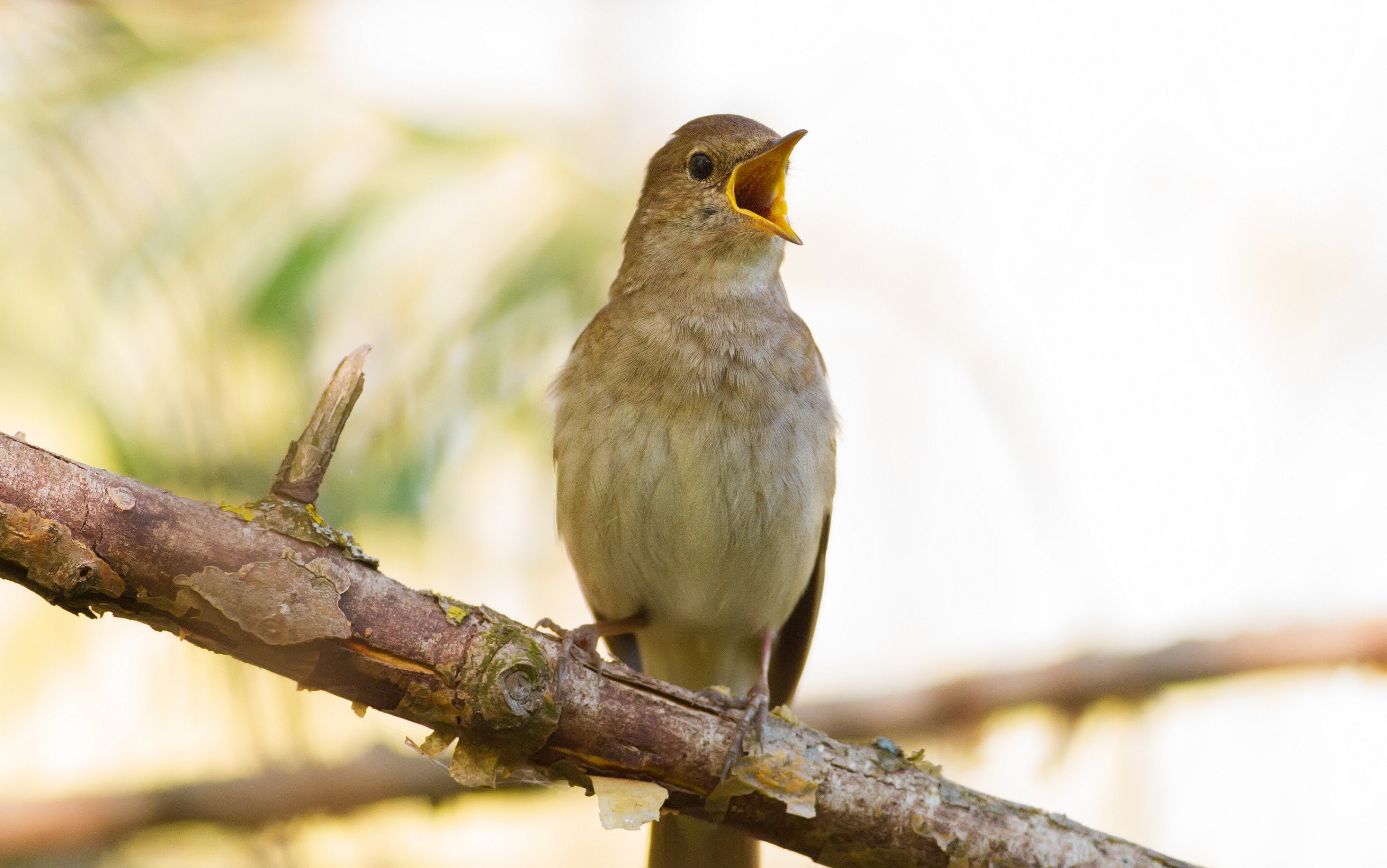 Thrush Nightingale, Luscinia luscinia. A bird sits on a tree branch and sings