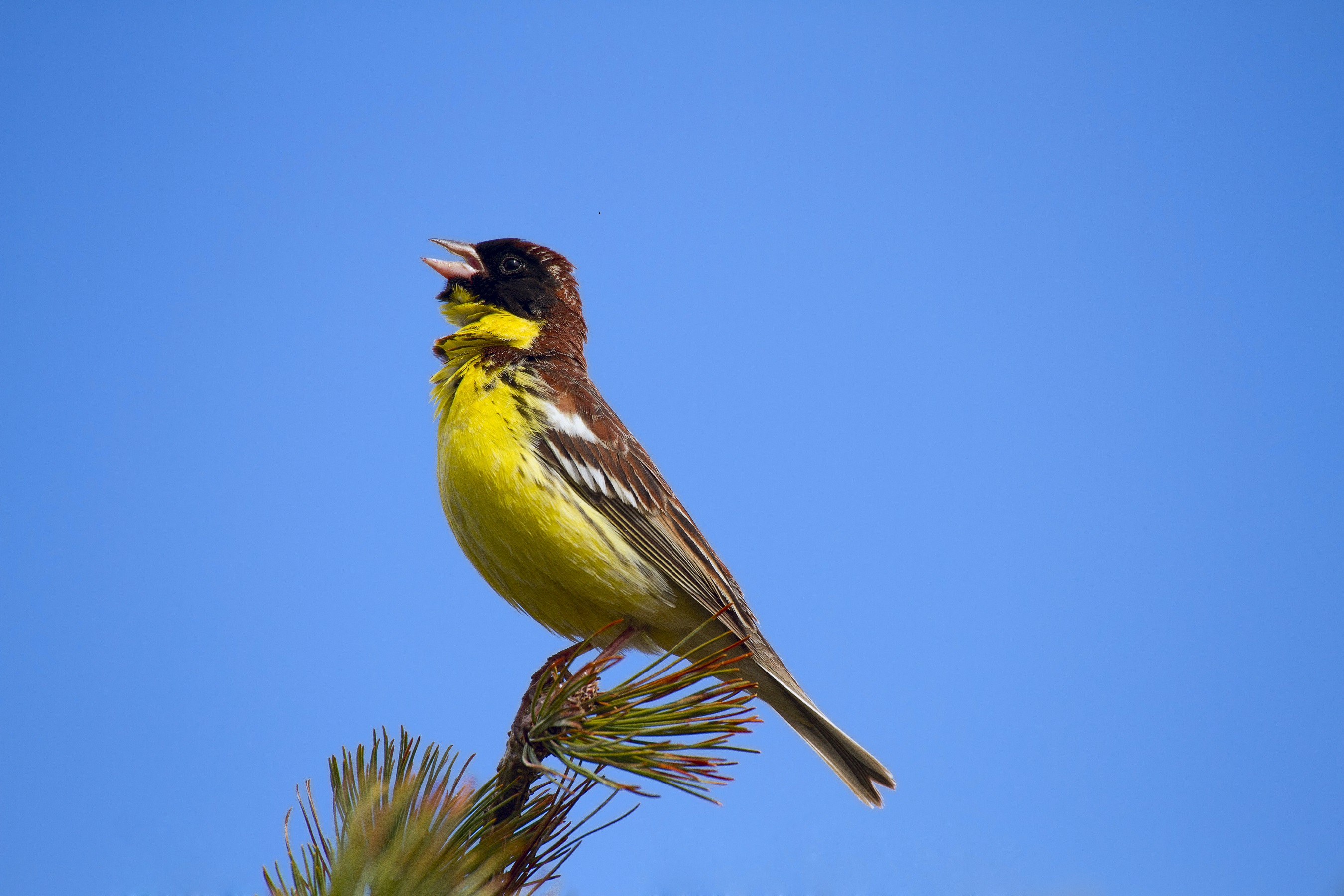 Yellow-breasted Bunting male singing on a branch of  dwarf pine, against a bright blue sky