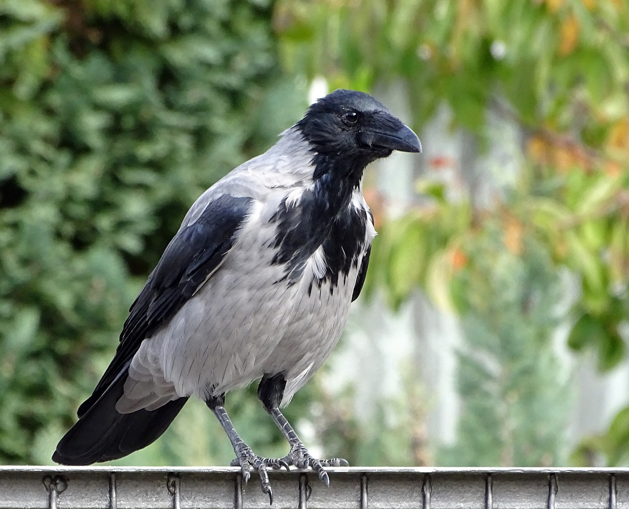 wrona siwa Corvus corone 8wkg