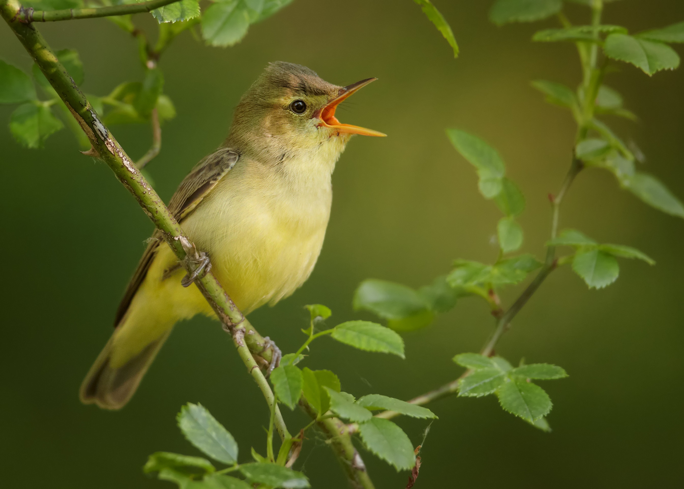 Spring themes. Singing songbird on a twig of rose against a blurry green background. Bird imitator Icterine Warbler, Hippolais icterina. Birding in the Czech Republic, Europe.
