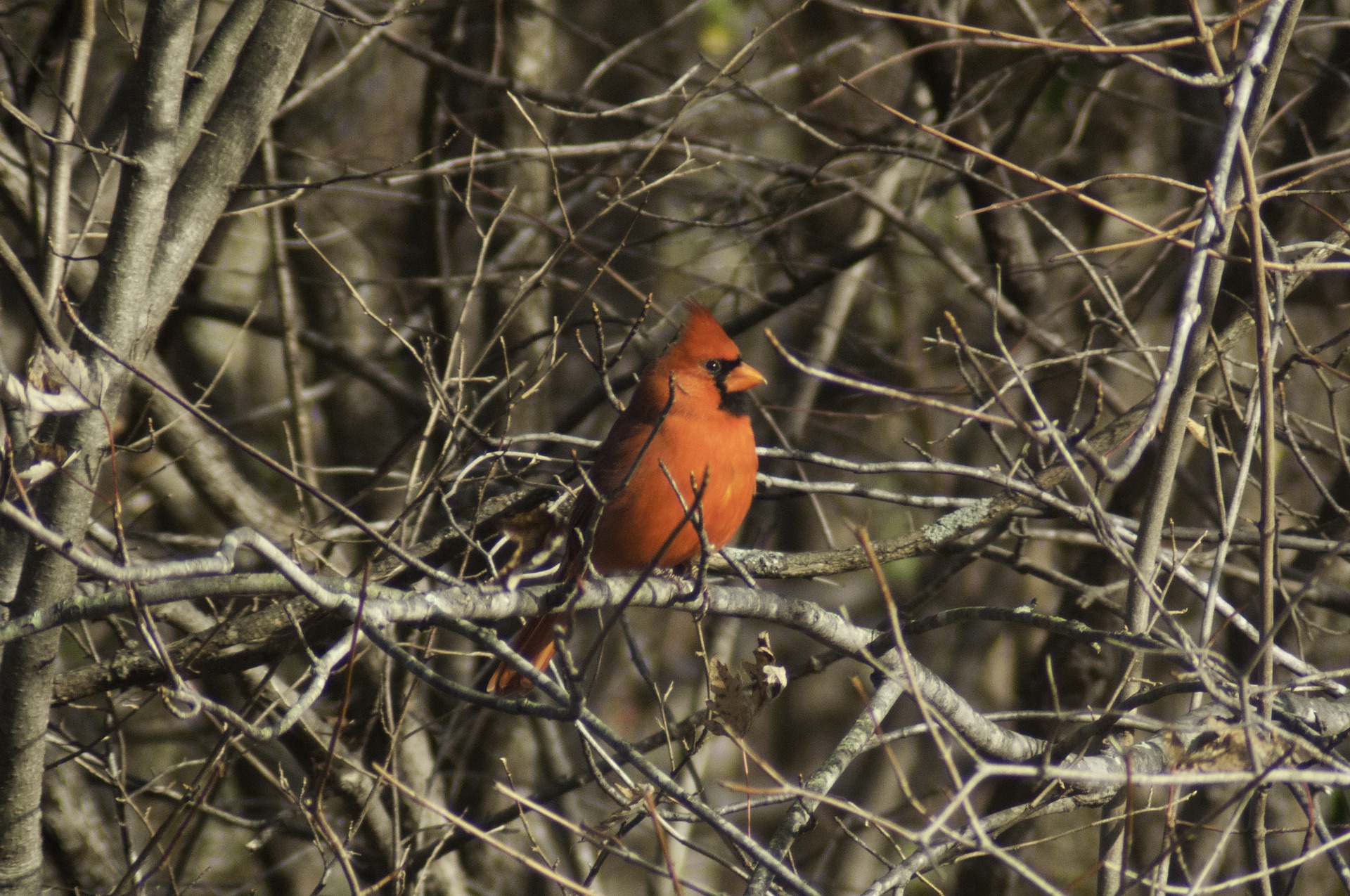 Czerwony ptak z Angry Birds to ptak kardynał szkarłatny. Ptak Cardinalis cardinalis 