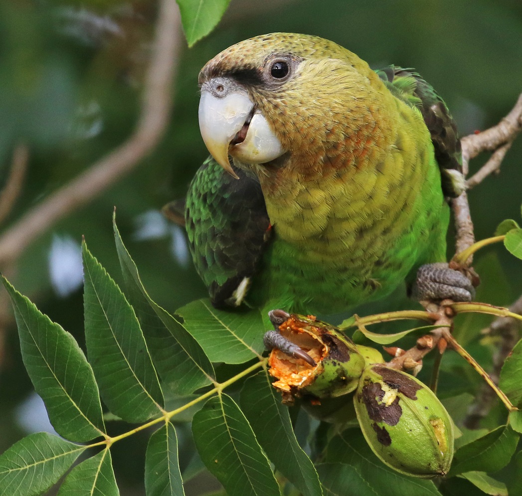 Ptak Roku 2023 w RPA. Papuga afrykanka zielonorzytna 