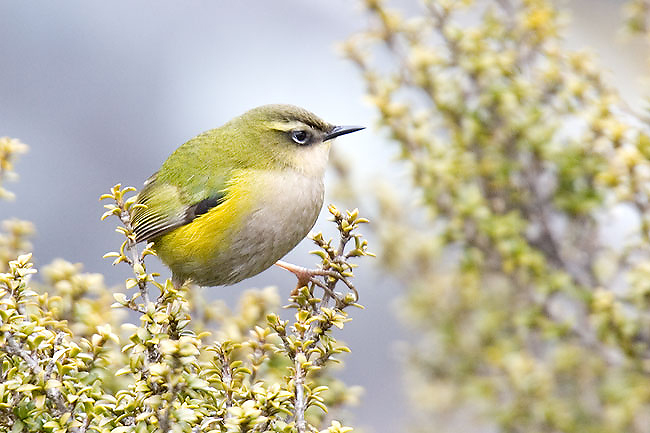 Ptak Roku 2023 w Nowej Zelandii. Łazik skalny