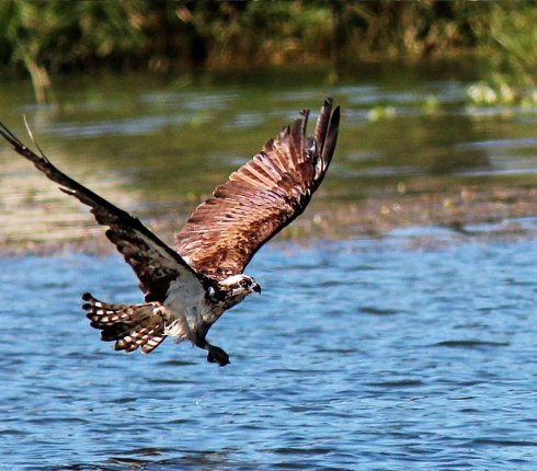 Myszołów. Buteo buteo.