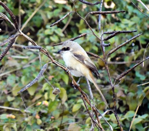 Srokosz. Lanius excubitor.