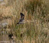 Bekas kszyk. Gallinago gallinago