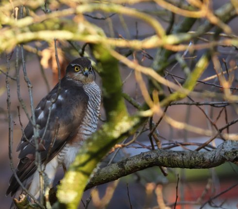 Krogulec. Accipiter nisus.