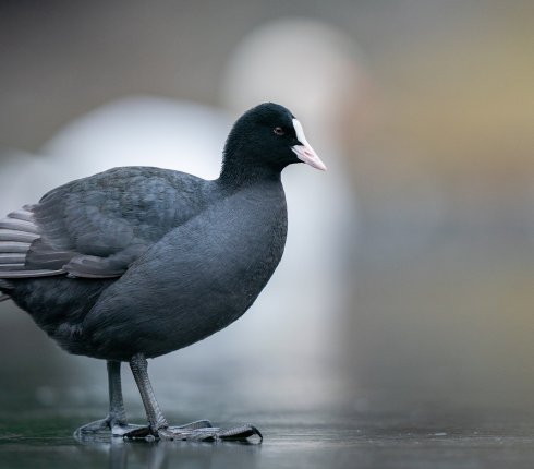 Łyska. Fulica atra.