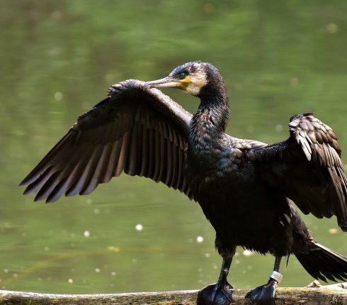 Kormoran zwyczajny. Phalacrocorax carbo.