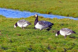 bernikla bialolica Ptak Branta leucopsis