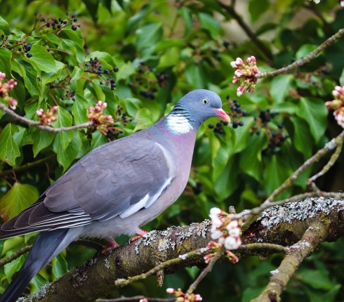 grzywacz Columba palumbus  87hs