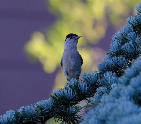 Kapturka Sylvia atricapilla ptak roku 76gug