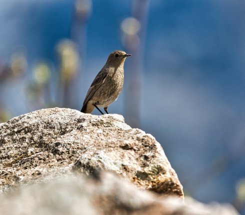 kopciuszek zwyczajny Phoenicurus ochruros 823nj