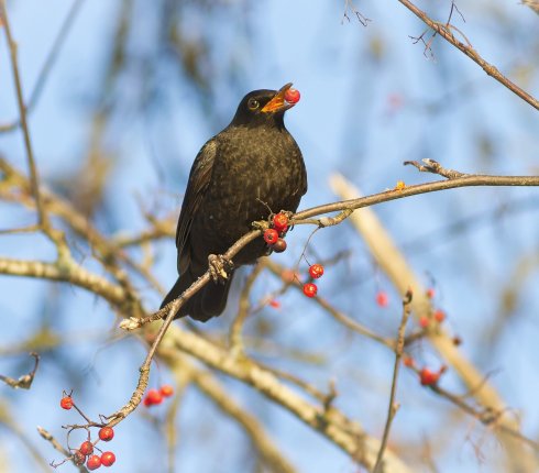 kos Turdus merula  6k34