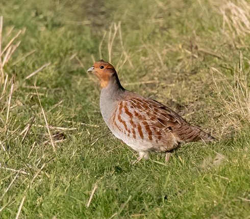 kuropatwa Ptak Perdix perdix 