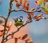 Modraszka Cyanistes caeruleus ptak roku y54y