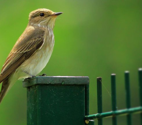 mucholowka szara Ptak muscicapa striata