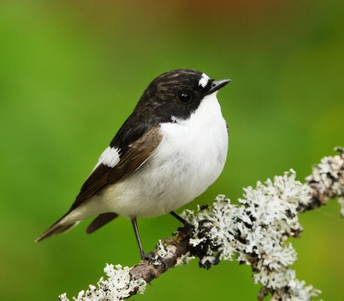 mucholowka zalobna Ficedula hypoleuca  83hj