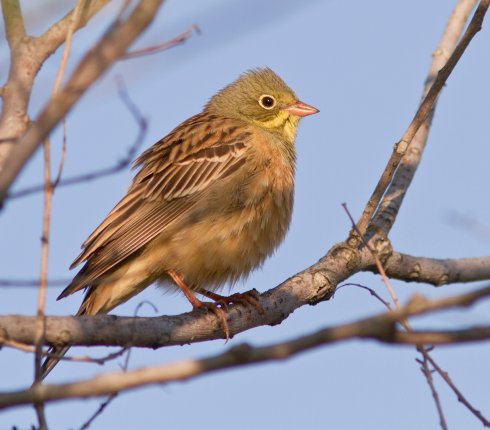 ortolan Emberiza hortulana 87dj2