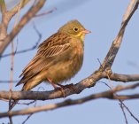 ortolan Emberiza hortulana 87dj2