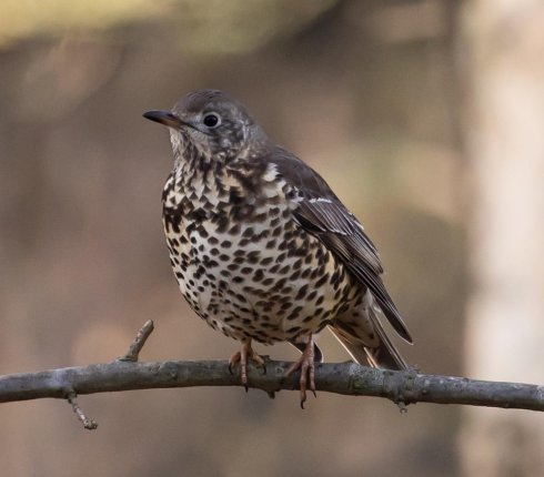 paszkot Ptak turdus viscivorus