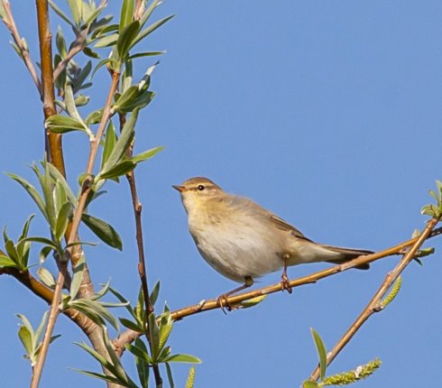 Piecuszek Phylloscopus trochilus ptak roku rhfdg