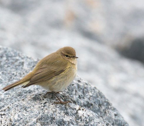 Pierwiosnek Phylloscopus collybita ptak roku 89wqh