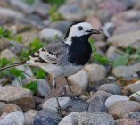 pliszka siwa Motacilla alba  7hh6