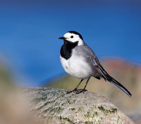 pliszka siwa Motacilla alba  ewer