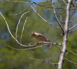 Potrzeszcz Emberiza calandra ptak roku dfjkyu