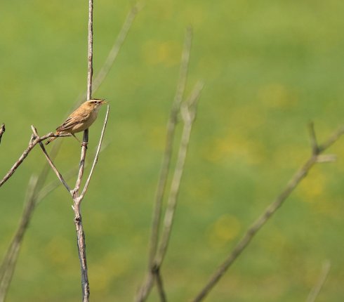 rokitniczka Ptak Acrocephalus schoenobaenus