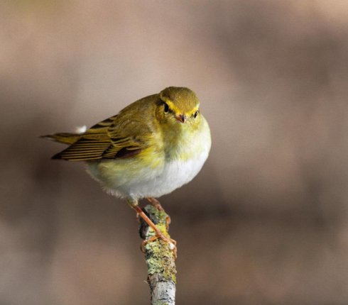 swistunka lesna Phylloscopus sibilatrix ptak roku  78uhgh