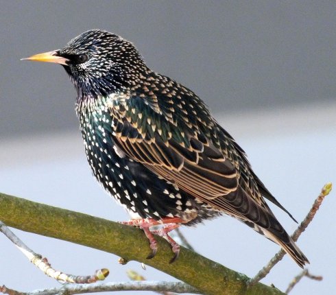 szpak Sturnus vulgaris 83n