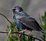 szpak Sturnus vulgaris 72kf