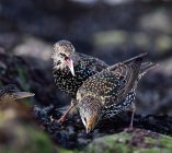 Szpak Sturnus vulgaris ptak roku  09ujas