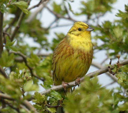 Trznadel Emberiza citrinella ptak roku  hfgh