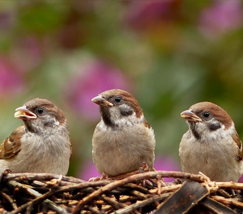 Wrobel Passer domesticus ptak roku  yrgdf