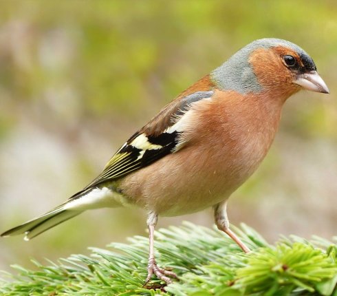 Zieba Fringilla coelebs ptak roku  87hasg