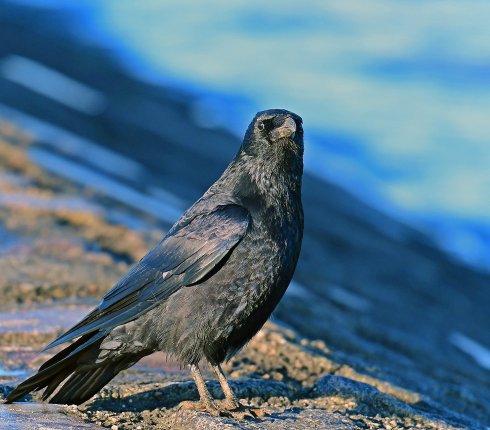 czarnowron wrona czarna wroniec Corvus corone 8ej