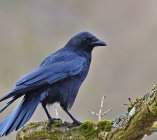 czarnowron wrona czarna wroniec Corvus corone 8j34