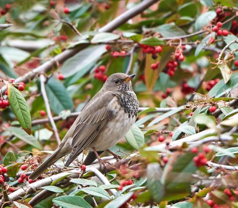 drozd czarnogardly Turdus atrogularis 78sk3