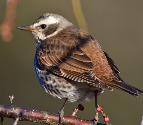 drozd rdzawoskrzydly  Turdus eunomus  78w