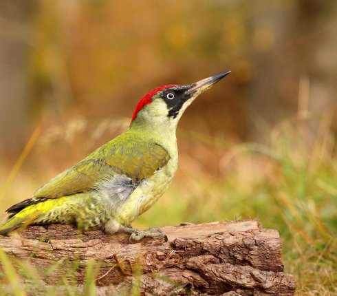 dzieciol zielony Picus viridis 897