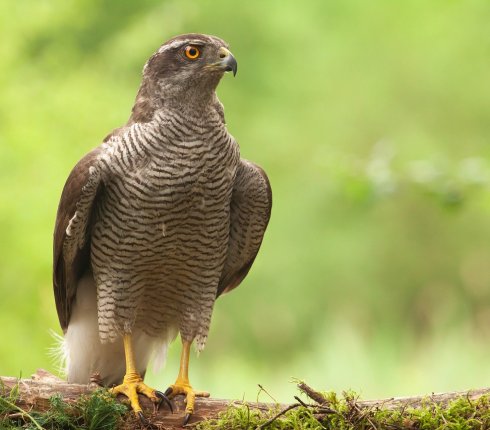 jastrzab Accipiter gentilis 7wnbsf