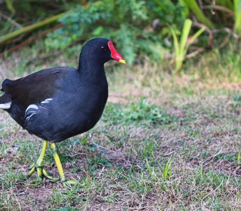 kokoszka Gallinula chloropus 9skle