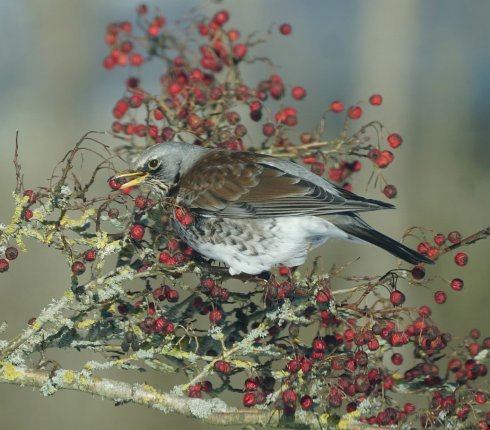 kwiczol Turdus pilaris 87hjsl